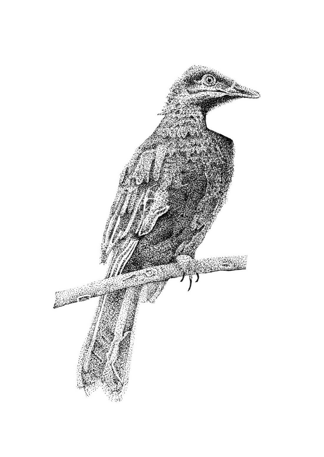 6 ½ WOCHEN. Aimée Portioli | Grand River, Ausstellung, Kunstausstellung, Essen, Museum Folkwang, Symphony for Endangered Birds, Brandon Locher Vogelzeichnung