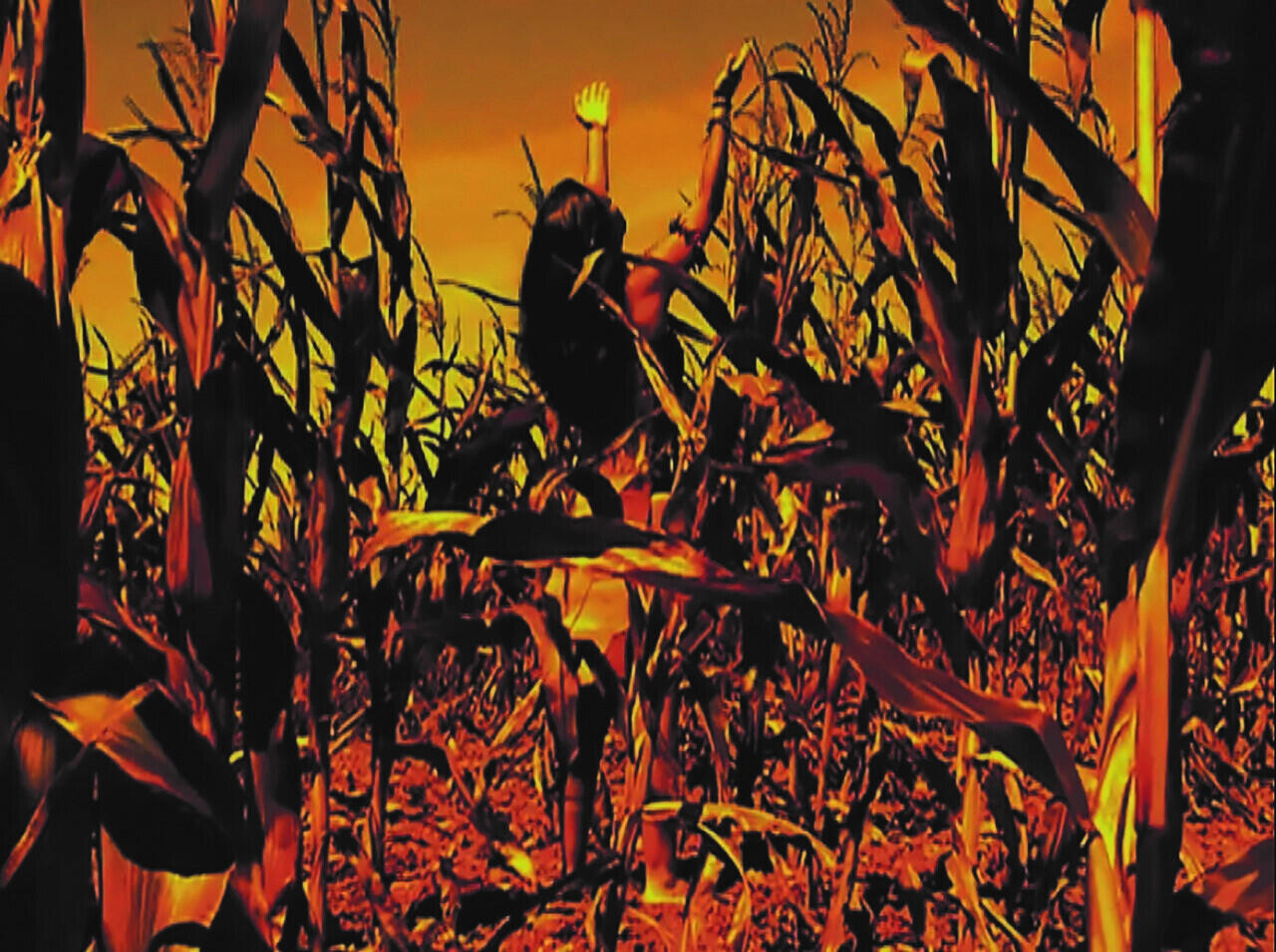 Collumina V, Licht Klang Kunst, Köln, ghost in the machine, KulturKubus, Haus der Stiftungen Galerie Seippel, Greenhouse, Navid Razavi, Lily McLeish, Sanaz Starcic, Halm