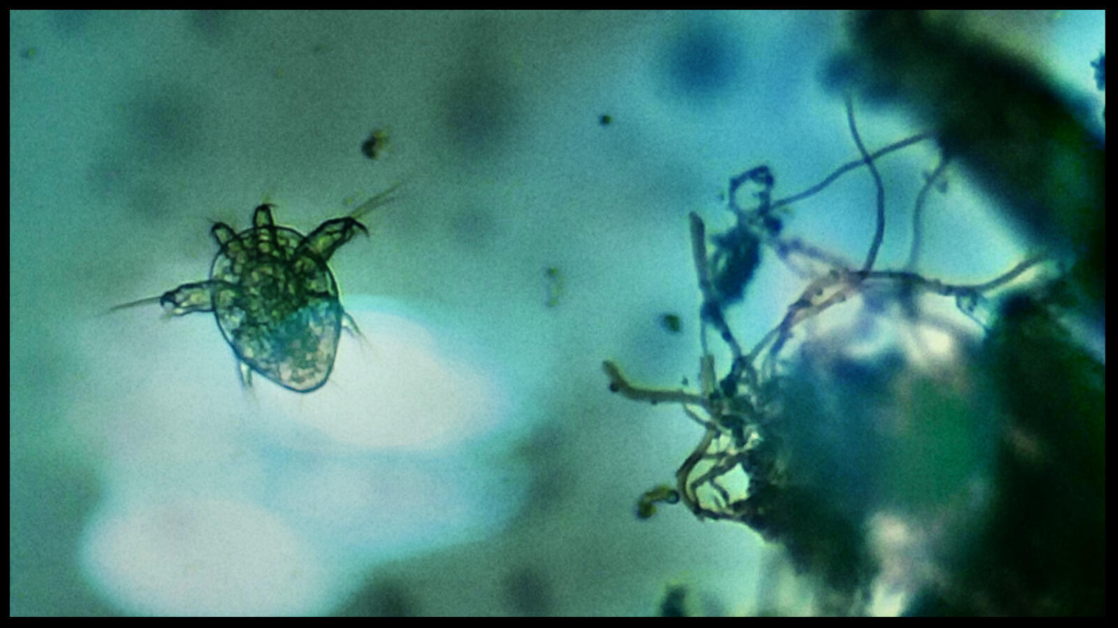 Mami Wata, Performance, Bonn, Theater im Ballsaal, kainkollektiv, Nils Voges