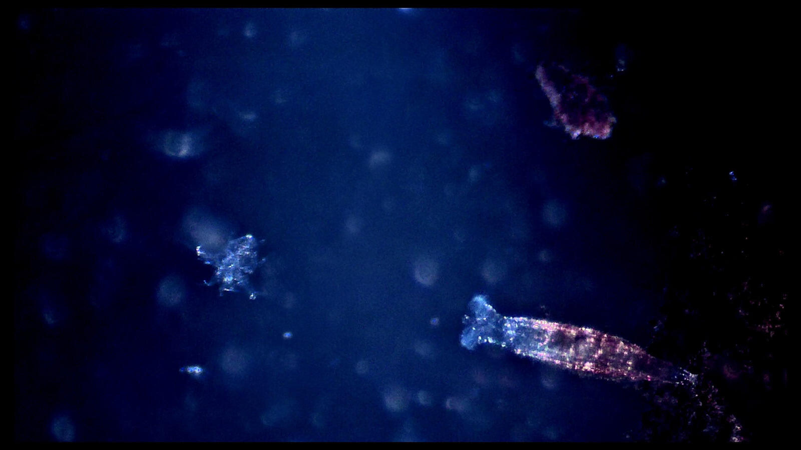 Mami Wata, Performance, Bonn, Theater im Ballsaal, kainkollektiv, Nils Voges