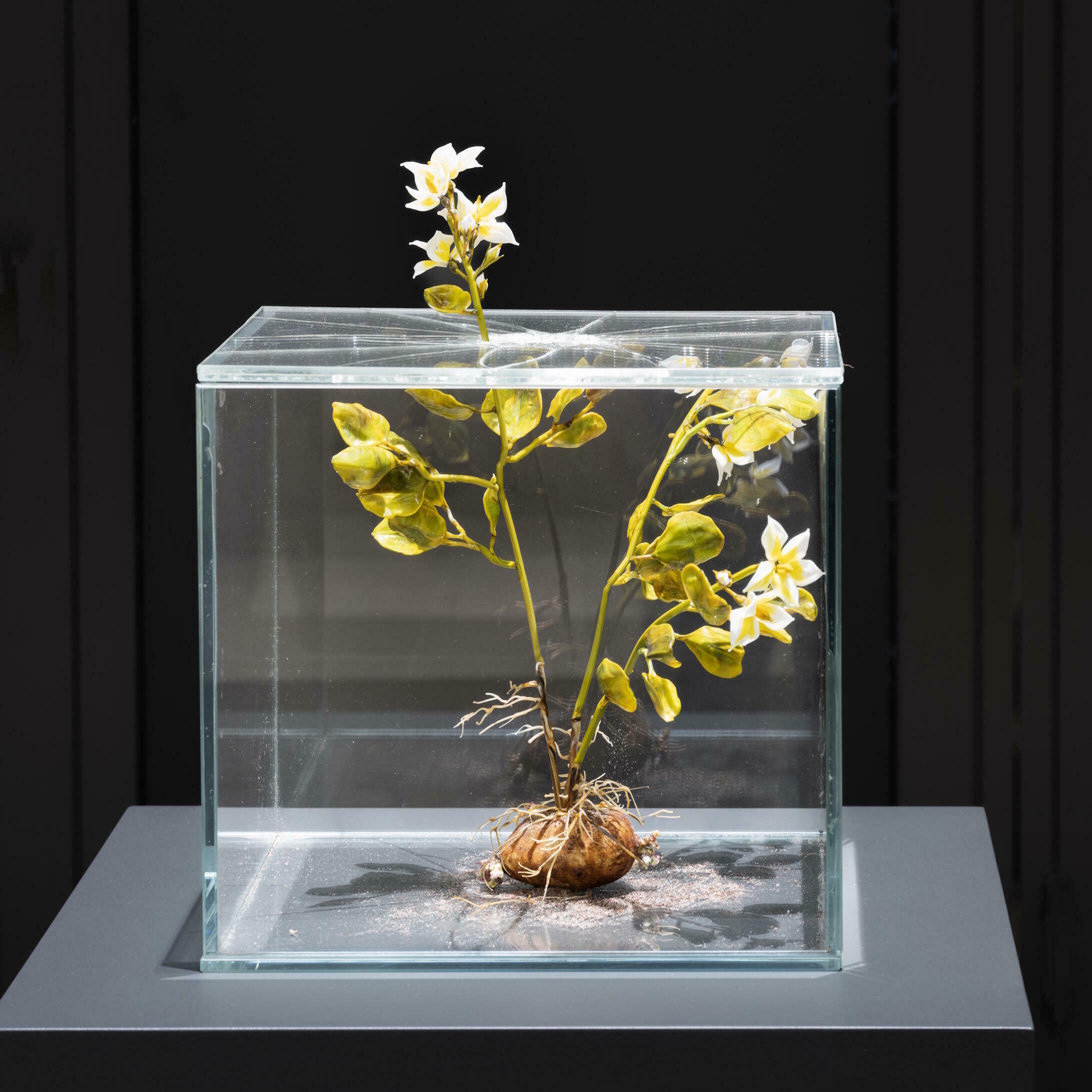 Ein Garten voller Blumen, Lilla Tabasso, Crispijn de Passe, Ausstellung, Kunstausstellung, Mettingen, Draiflessen Collection, Ausstellungsansicht, Fred Dott