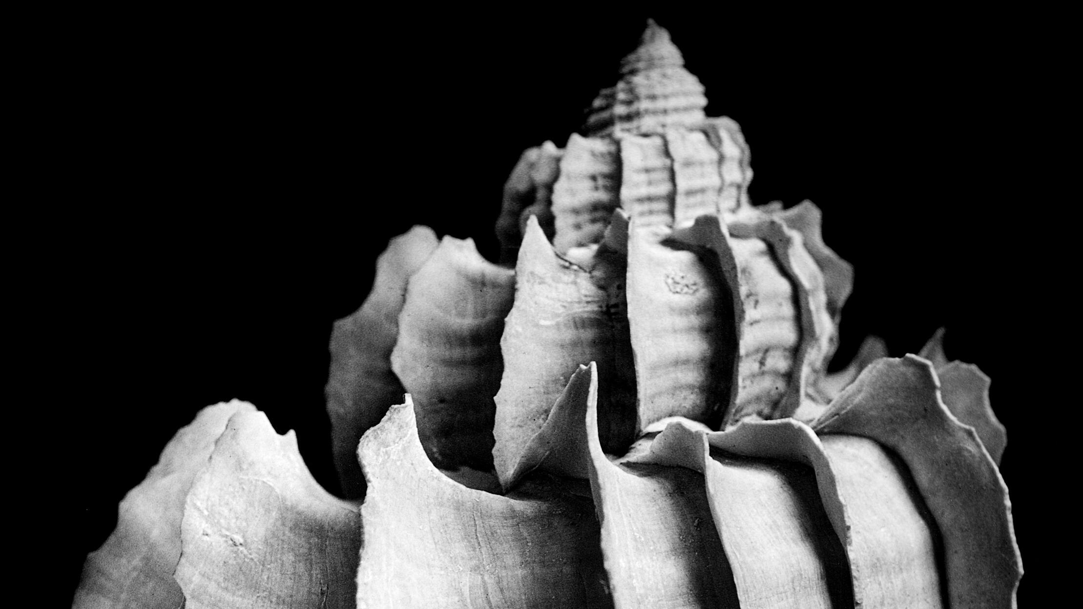 Expedition Weltmeere, Ausstellung, Kunstausstellung, Bonn, Bundeskunsthalle, Alfred Erhardt, Trophon geversianus, Magellanstraße, Alfred Ehrhard Stiftung