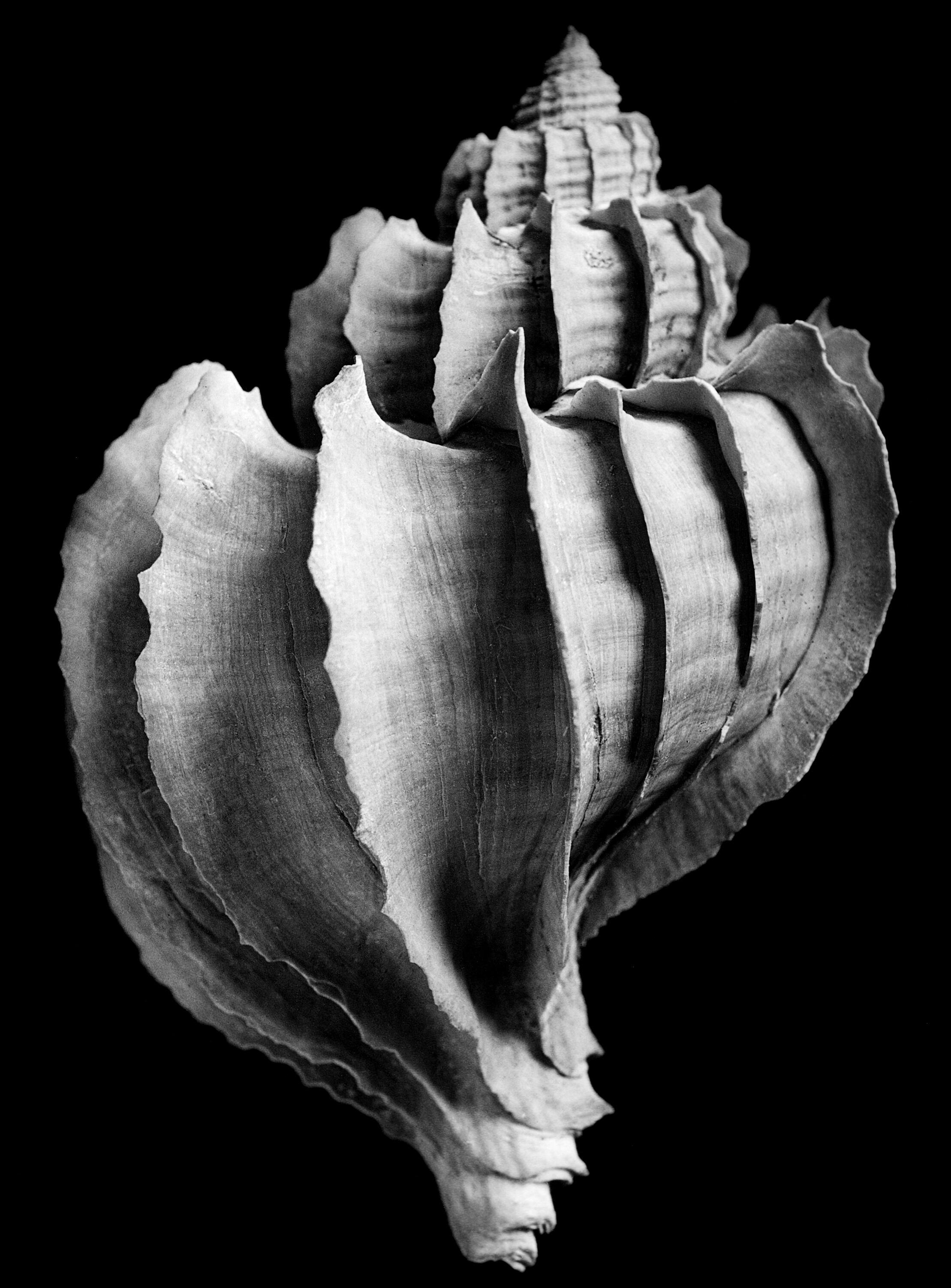 Expedition Weltmeere, Ausstellung, Kunstausstellung, Bonn, Bundeskunsthalle, Alfred Erhardt, Trophon geversianus, Magellanstraße, Alfred Ehrhard Stiftung