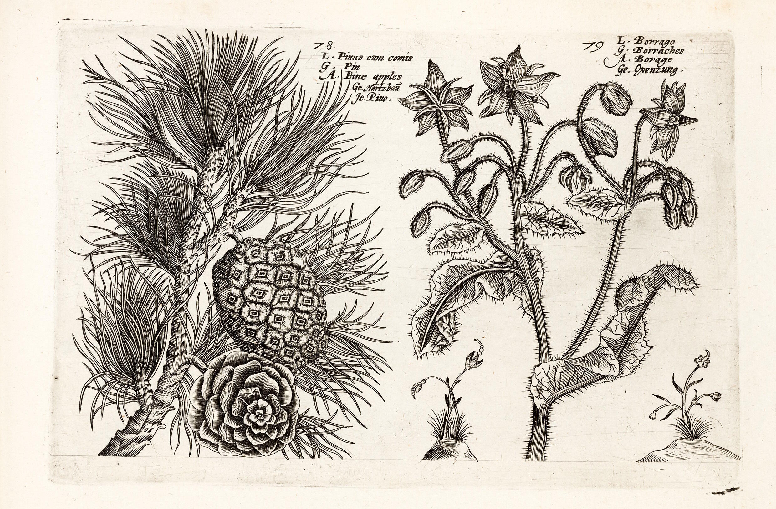 Ein Garten voller Blumen, Lilla Tabasso, Crispijn de Passe, Ausstellung, Kunstausstellung, Mettingen, Draiflessen Collection, Pinie und Gurkenkraut, Hortus Floridus, Arnheim, Jan Jansz