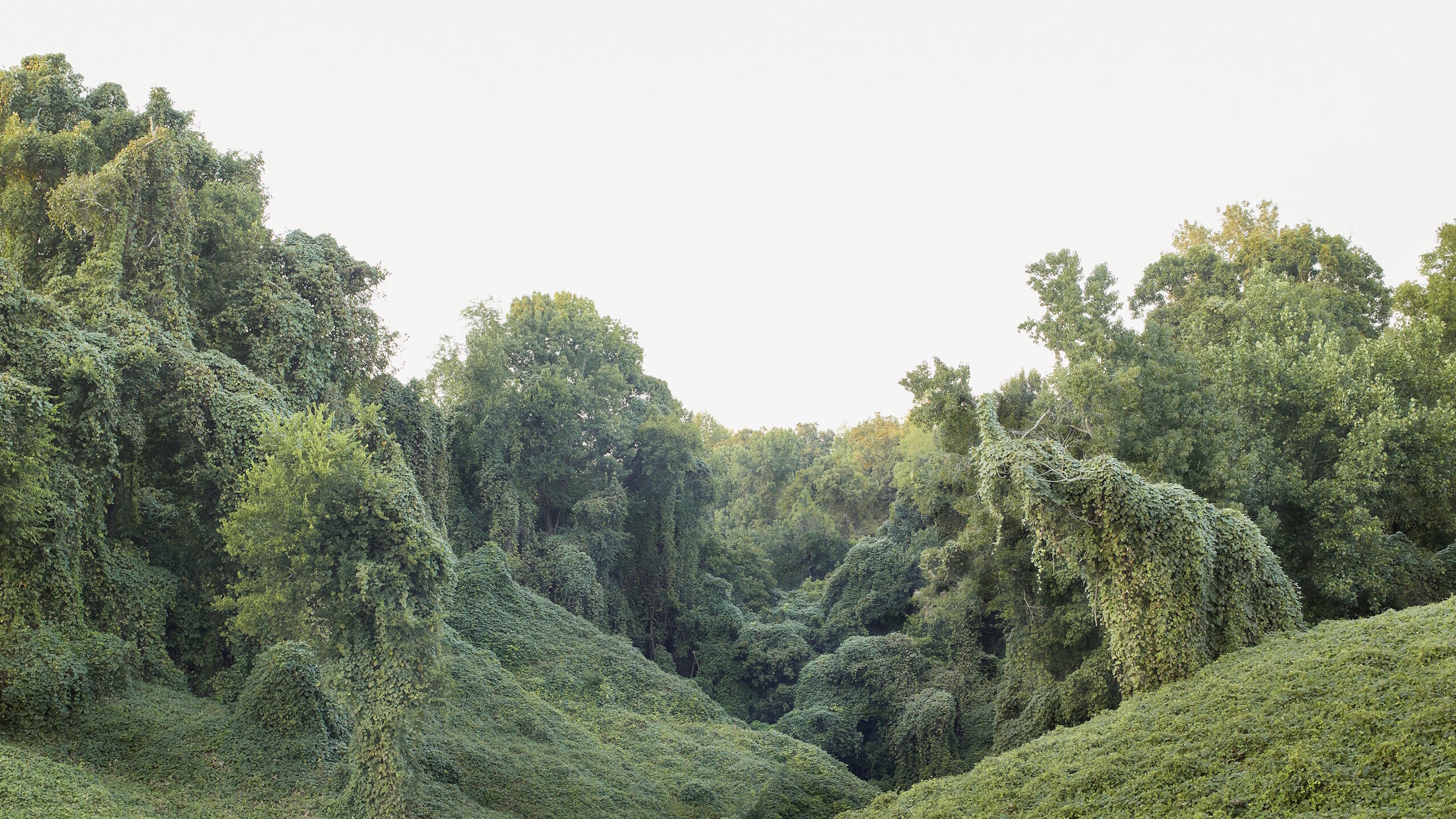 f² Fotofestival 2025, dis/connect, Ausstellung, Kunstausstellung, Sabine Bungert and Stefan Dolfen, aus Kudzu