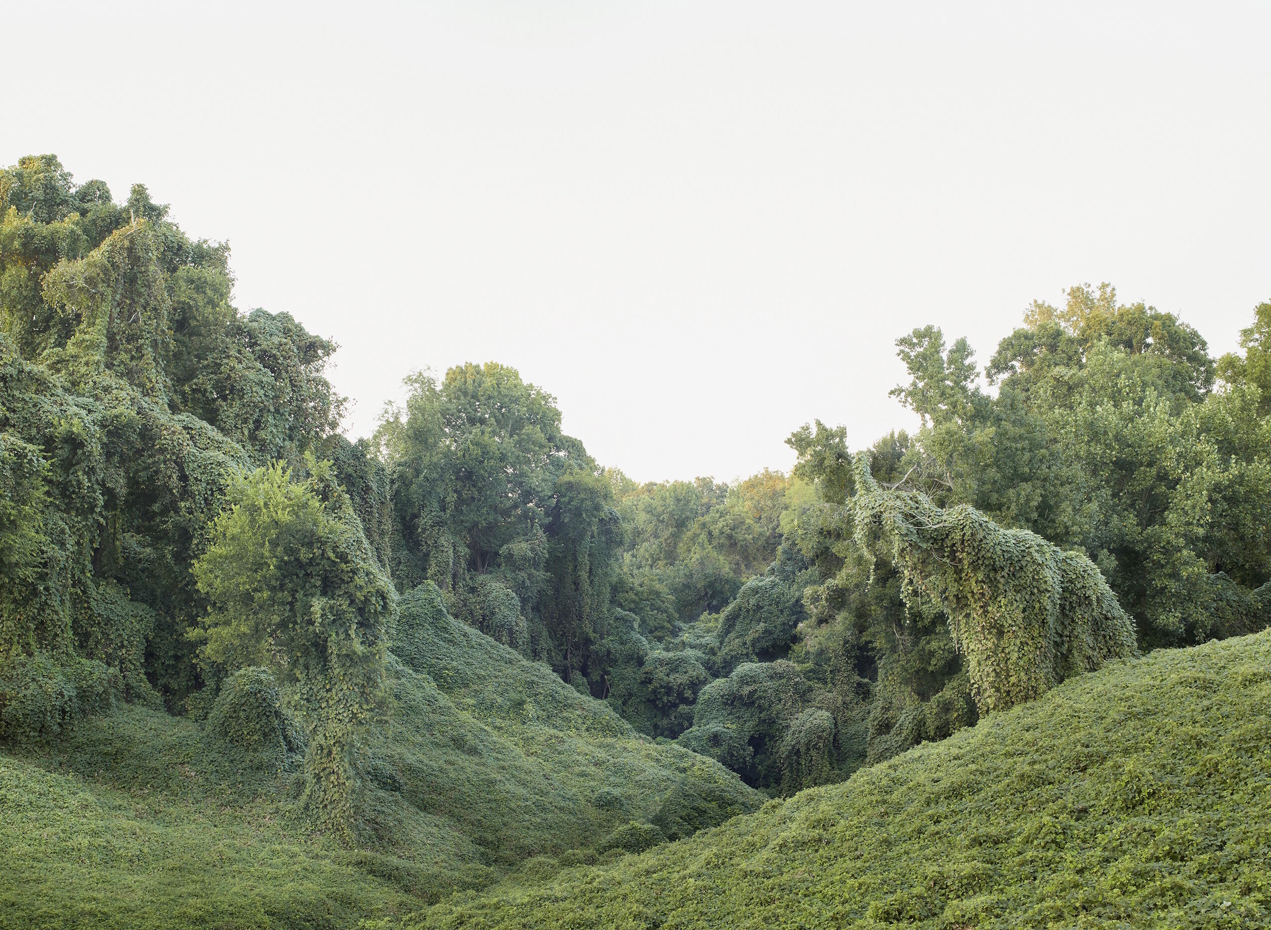 f² Fotofestival 2025, dis/connect, Ausstellung, Kunstausstellung, Sabine Bungert and Stefan Dolfen, aus Kudzu