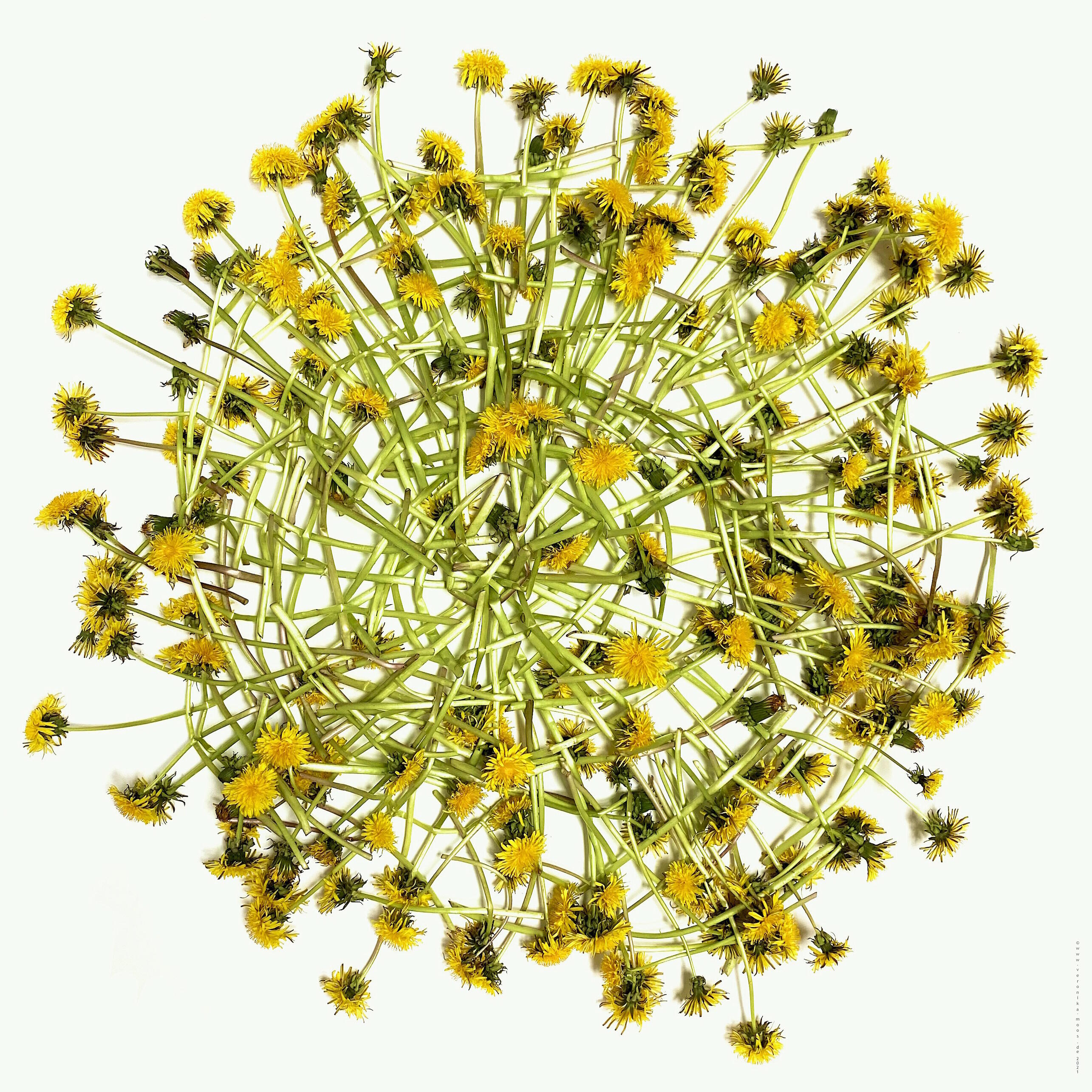 Veronika Moos, nicht mehr und dann, Ausstellung, Kunstausstellung, Bergisch Gladbach, Villa Zanders, yellow wheel