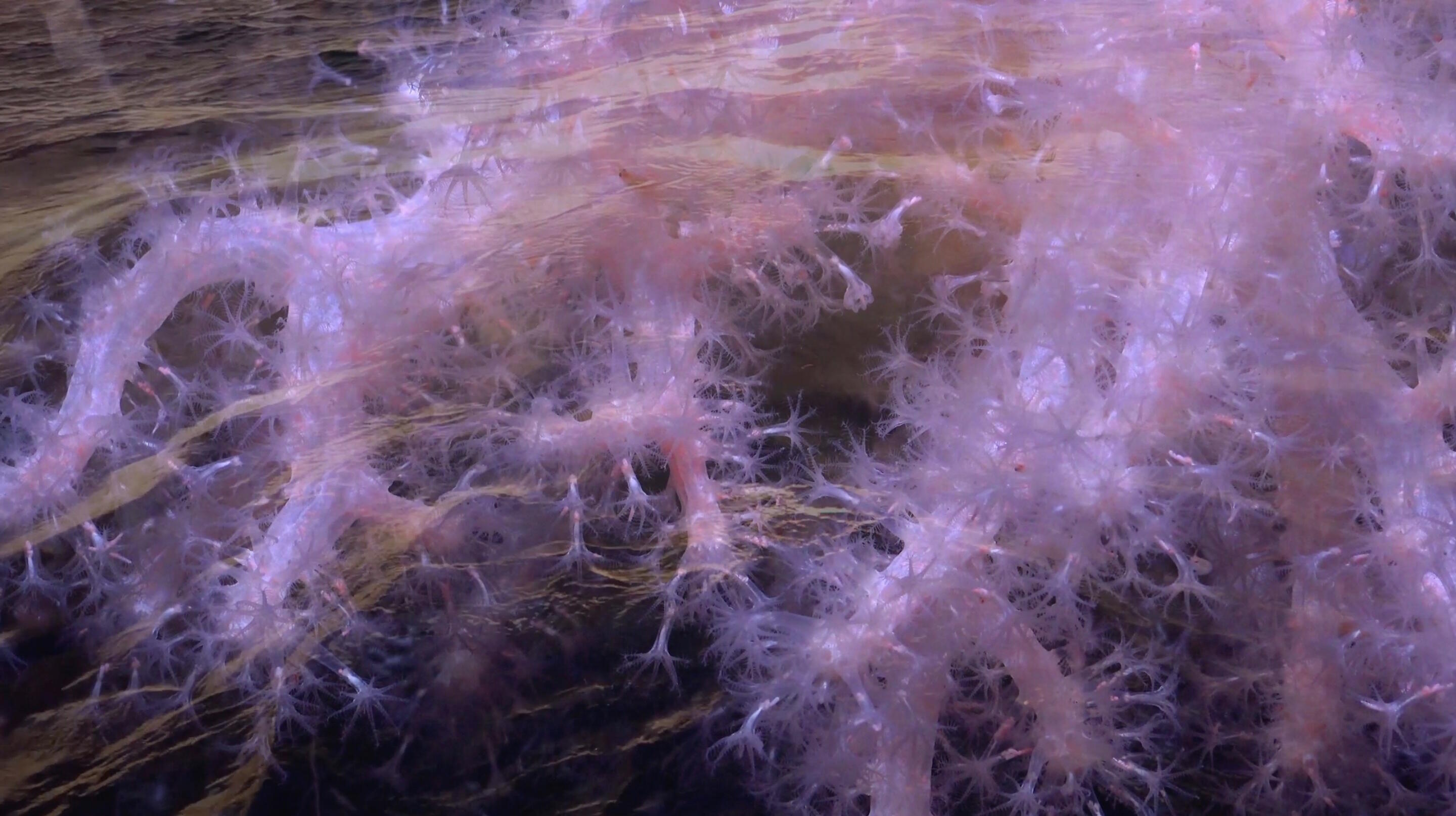 Rosa Tharrats, We are Full of Winds and Sea and Solar Threads, Ausstellung, Kunstausstellung, Münster, Kunsthalle Münster, Vestir el viento, Fillmstill