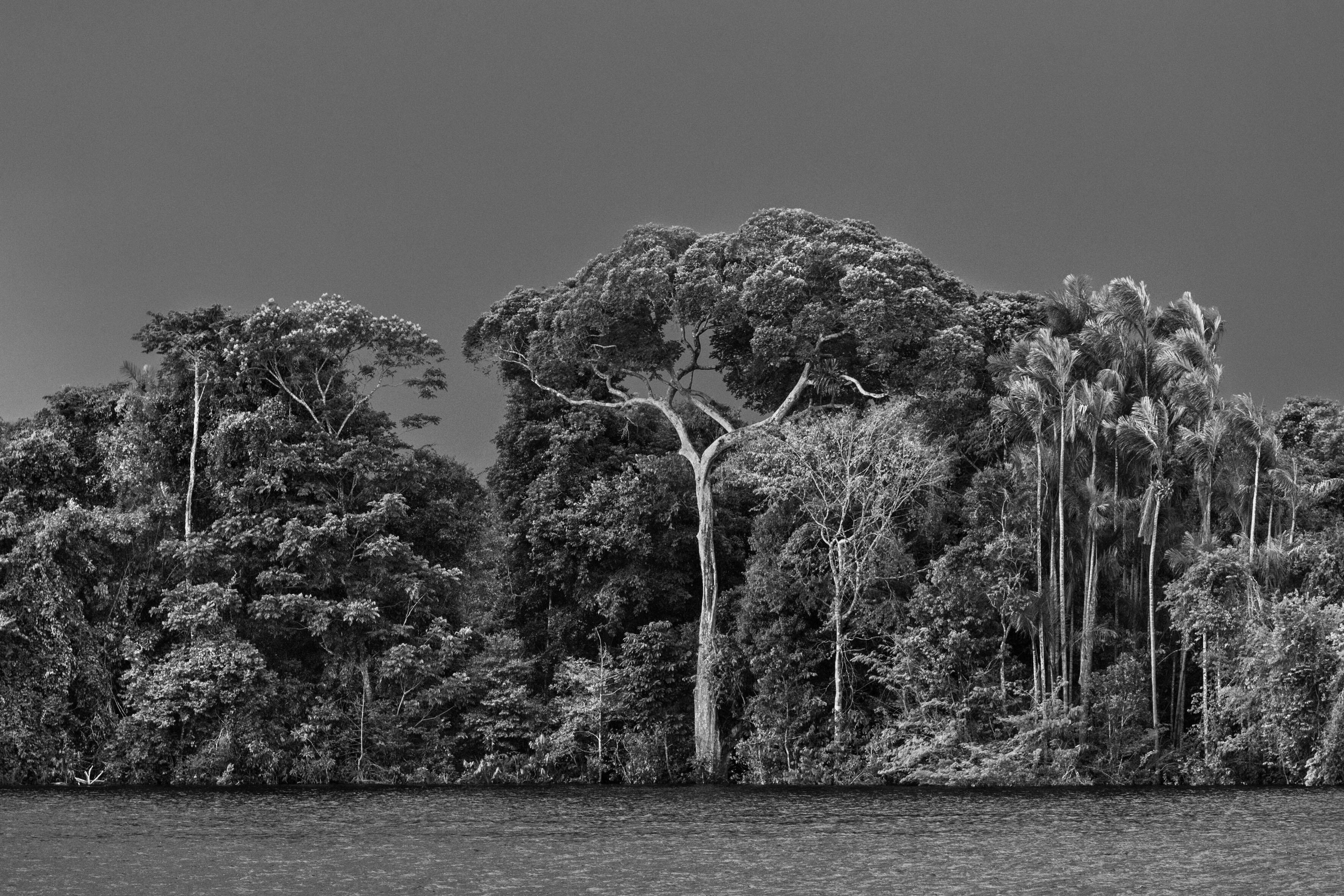 Sebastião Salgado, AMAZÔNIA, Ausstellung, Kunstausstellung, Köln, Rautenstrauch-Joest-Museum, Anavilhanas archipelago, Anavilhanas National Park, Lower Rio Negro, state of Amazonas, 
Brazil