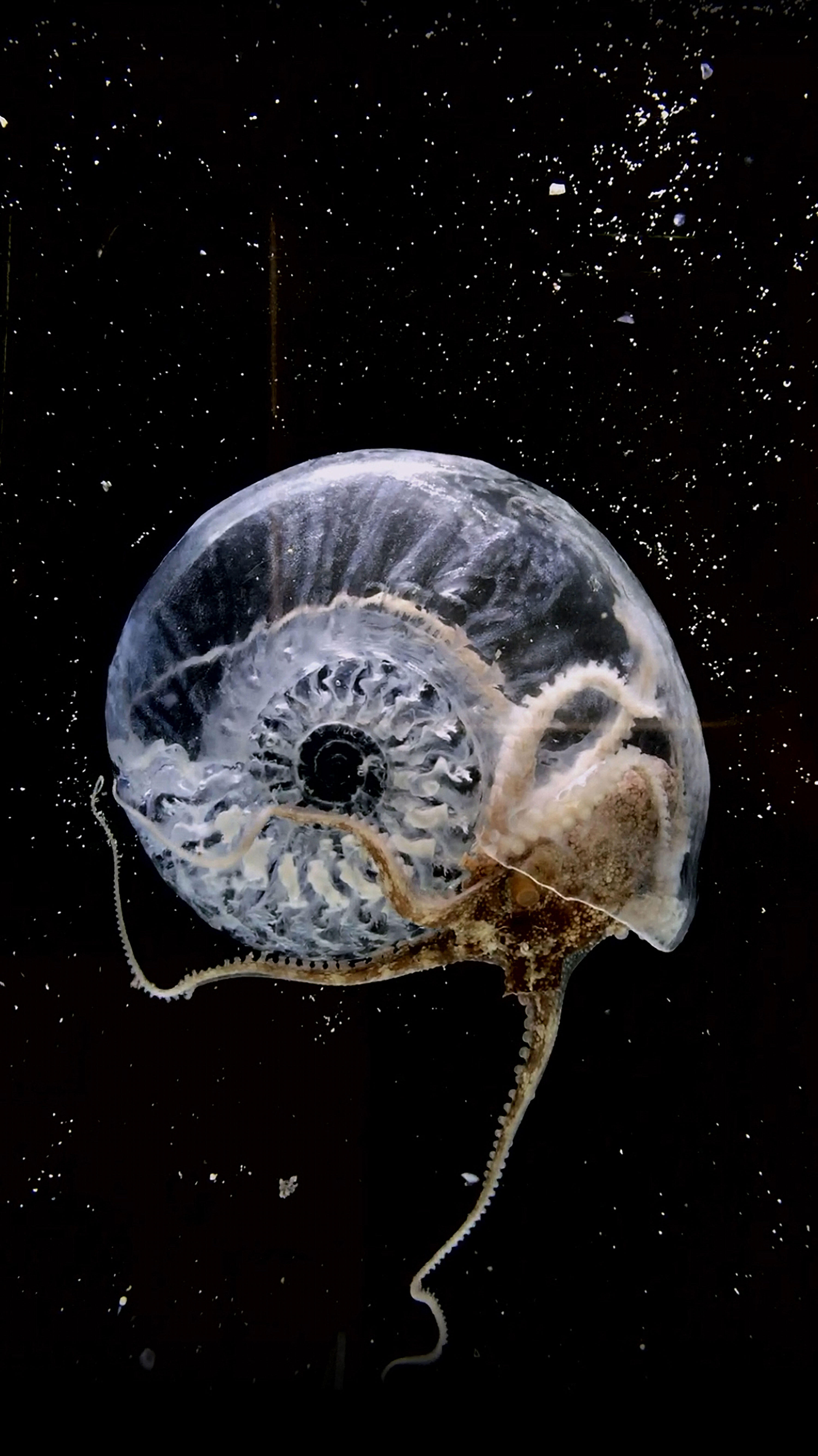 Aki Inomata, Mit-Werden, Ausstellung, Kunstausstellung, Bonn, Kunstmuseum Bonn, Think Evolution #1, Kiku-ishi (Ammonite), Video Still, 2016-2017, Maho Kubota Gallery