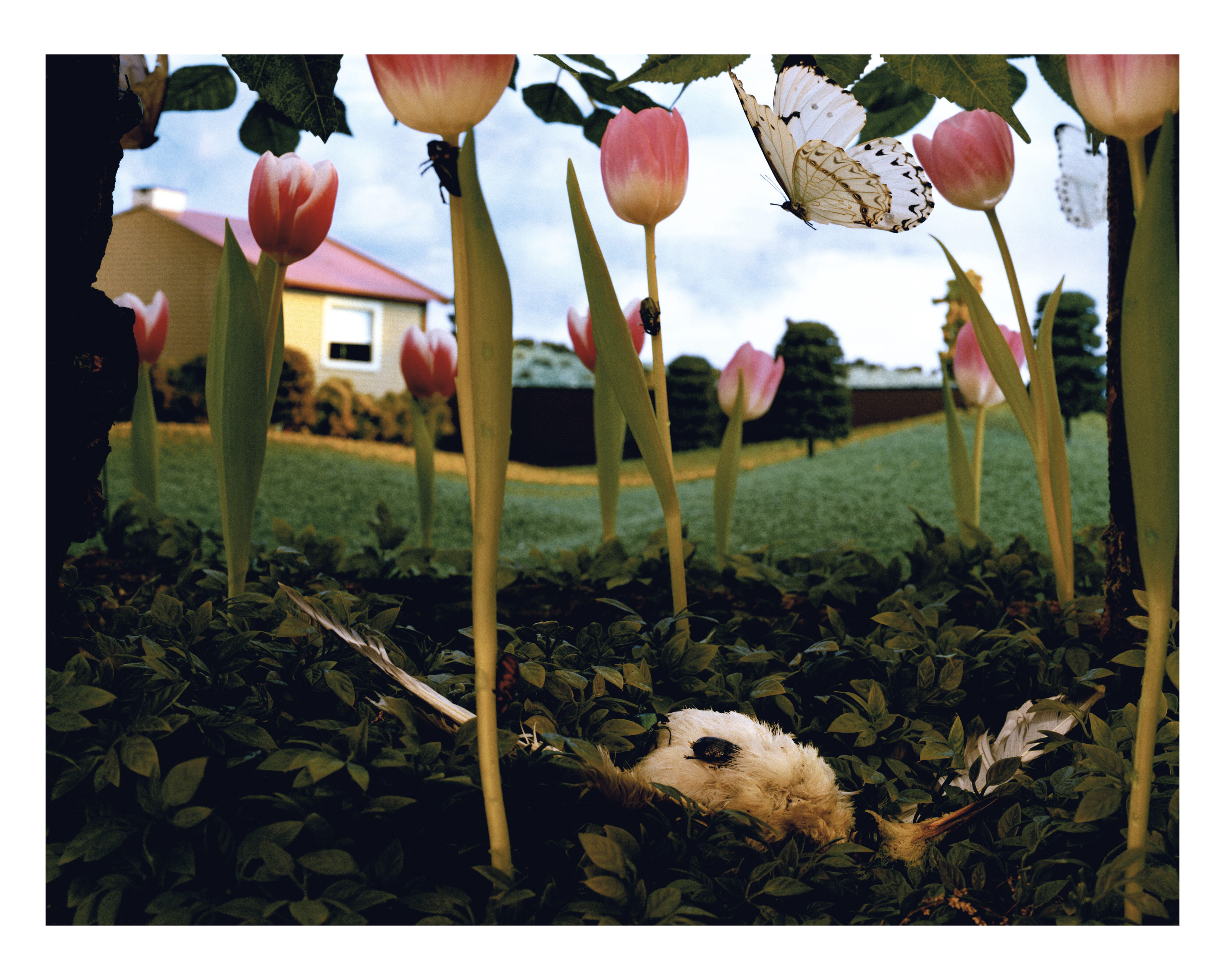 Gregory Crewdson, Ausstellung, Kunstausstellung, Bonn, Kunstmuseum Bonn, Serie Naural Wonder, Albertina Wien, Dead Bird in Tulips
