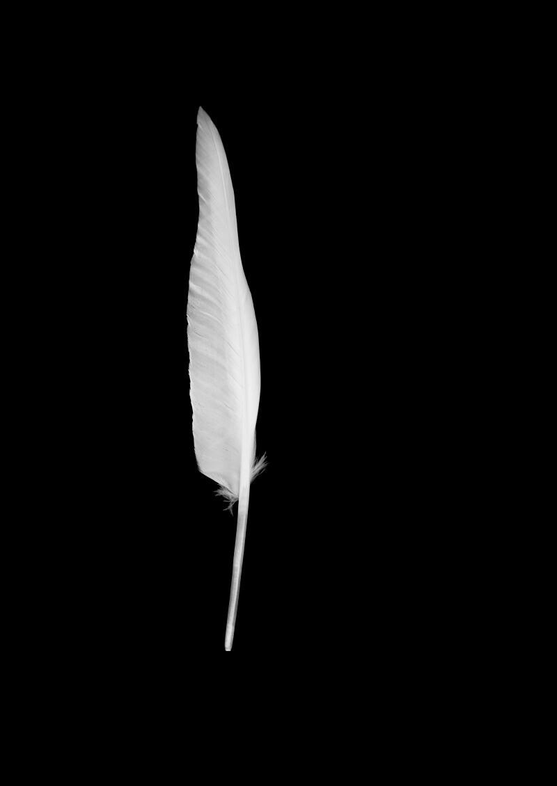 6 ½ WOCHEN. Aimée Portioli | Grand River, Ausstellung, Kunstausstellung, Essen, Museum Folkwang, Symphony for Endangered Birds